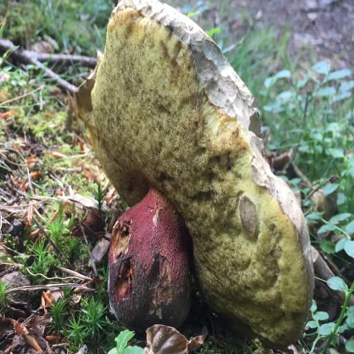 Mushroom photograph included as a test image in the project repository